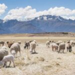 3d147期最新开奖结果查询与详细数据分析 meh27uf80b