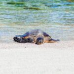 3d141期最新开奖结果查询与详细数据分析 wdf8sh8