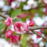 17177期最新开奖号码查询与结果分析 xweci